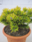 Preview: Pinus pumilio Wintergold2